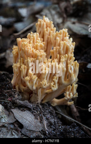 Champignons corail close-up (Ramaria flava) Banque D'Images