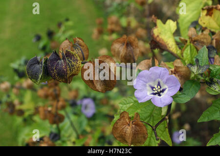 Plante de shoofly, Nicandra physalodes, fleurs avec des fleurs plus anciennes formant des lanternes de style chinois avec un fond de feuilles. Banque D'Images