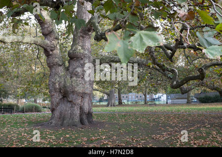 Grande et ancienne Londres en platane Bruswick Square Gardens, Banque D'Images