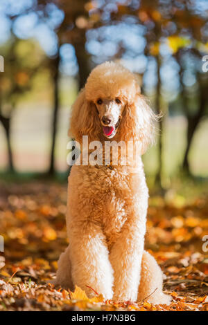 Portrait d'un caniche royal dans une forêt d'automne Banque D'Images