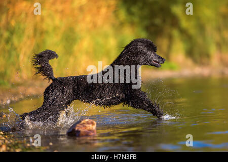 Caniche royal s'exécutant dans l'eau d'un lac Banque D'Images