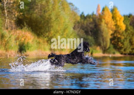 Caniche royal sauts dans l'eau d'un lac Banque D'Images