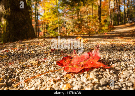 Feuille d'érable rouge sur un sentier du bord du lac en Trahlyta North Georgia's Parc d'état de Vogel près de Blairsville. (USA) Banque D'Images