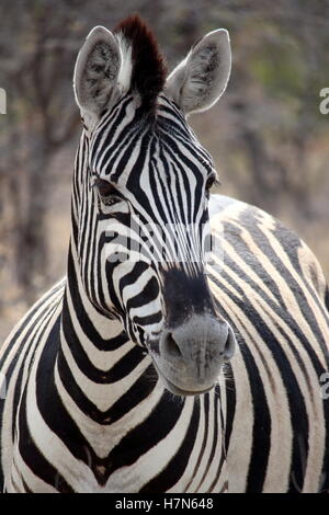 Zebra Portrait dans Etosha, Namibie Banque D'Images