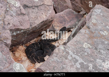 Crotale des bois (Crotalus horridus) Cette espèce est menacée ou en danger dans une grande partie de son aire de répartition. La phase sombre morph. Banque D'Images