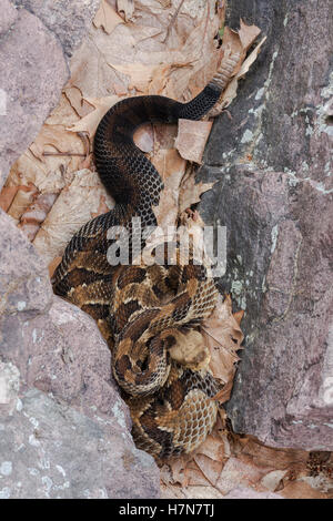 Crotale des bois (Crotalus horridus) Cette espèce est menacée ou en danger dans une grande partie de son aire de répartition. Banque D'Images