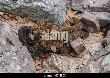 4 Le Crotale des bois gravides à pèlerin rookery domaine dans rock champ près de den. Banque D'Images