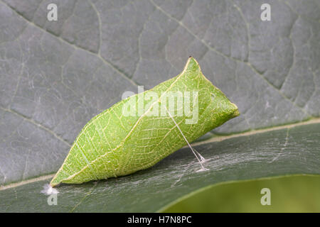 Zebra Swallowtail (Protographium marcellus) Chrysalis sur Paw Paw (Asimina triloba) feuille. Banque D'Images