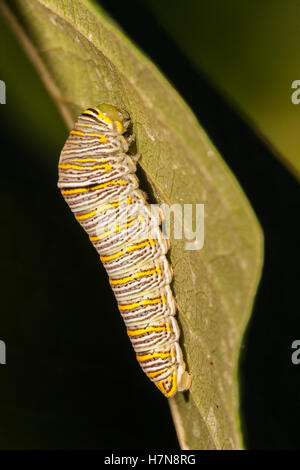 Zebra Swallowtail (Protographium marcellus) larve de 5ème sur la face inférieure d'un Paw Paw (Asimina triloba) feuille. Banque D'Images