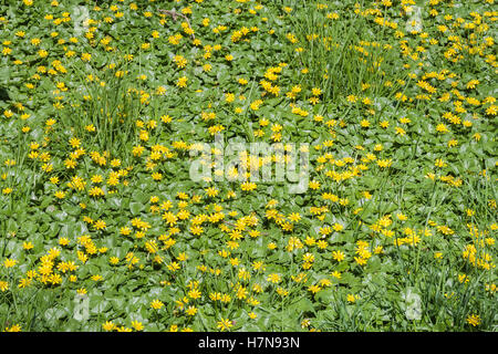 Lesser Celandine (Ficaria verna) aka Fig Buttercup est une introduit des espèces envahissantes. Les tapis d'inondation et les zones humides. Banque D'Images