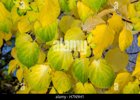 Couleur d'automne jaune et vert de feuilles, libre, Divonne les Bains, Auvergne-Rhône-Alpes, France Banque D'Images