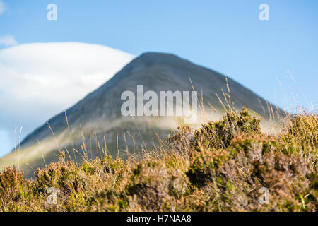 Les plantes avec les montagnes Cuillin en arrière-plan, l'île de Skye, Écosse Banque D'Images