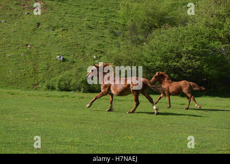 Deux brown horses running uphill on Green grass field Banque D'Images