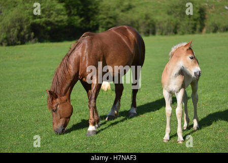 Petit poulain sur un champ d'herbe verte avec des fleurs près de cheval brun adultes Banque D'Images