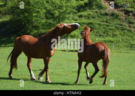 Deux beaux chevaux adultes jouant dans un champ d'herbe verte Banque D'Images