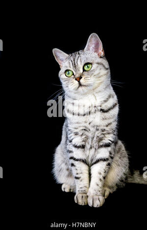 Cheveux courts britanniques adultes black silver tabby cat sur fond noir Banque D'Images