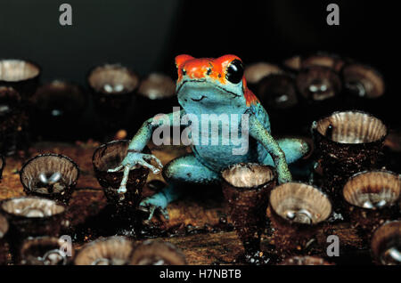 Poison Dart Frog granulaire (Dendrobates granuliferus) sur la coupe champignon, Panama