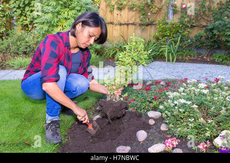 Dutch woman planting basilic plante dans une terre à jardin Banque D'Images