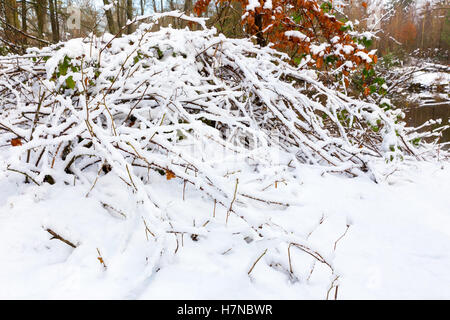 Succursales / filiale d'bushshes blacberry recouvertes de neige en hiver Banque D'Images