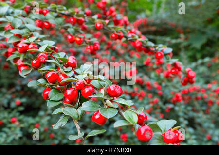 Branches avec de petits fruits rouges mûrs à l'automne cotoneaster Banque D'Images