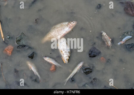 Poissons morte en bas de l'étang de parution Banque D'Images