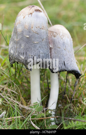 Shaggy Inkcap / Avocats champignons perruque Banque D'Images