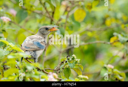 Le rosy starling est une espèce de passereau de la famille des Fringillidae, Starling, également connu sous le nom de l'étourneau rose Banque D'Images