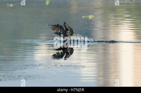 Double-crested Cormorant l'atterrissage sur l'eau Banque D'Images