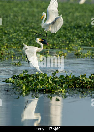 Grande Aigrette lutte Banque D'Images