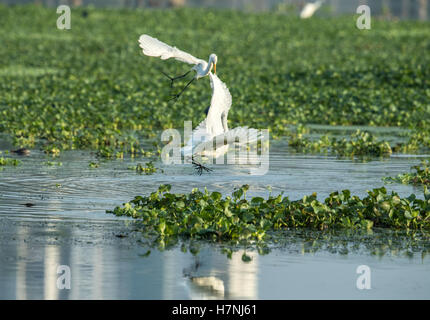 Grande Aigrette lutte Banque D'Images