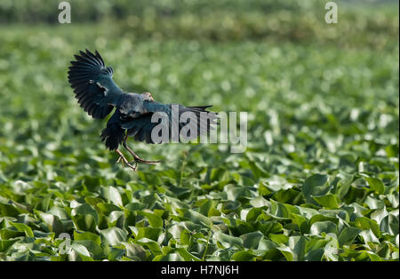Purple Swamp Hen (Porphyrio porphyrio) Banque D'Images