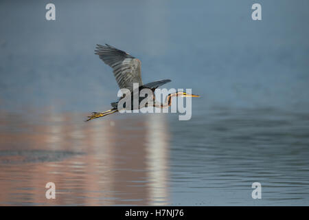Urple flying Heron, Oiseau. Banque D'Images