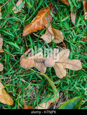 Galles sur deux feuilles de chêne blanc. Cette galle est appelée galle de flocon de chêne, causée par la ponte des œufs par la guêpe cynipide. Oklahoma, États-Unis. Banque D'Images