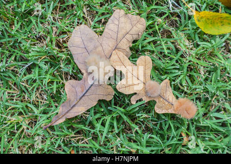 C'est une galle sur deux feuilles de chêne blanc. Cette galle est appelée galle de flocon de chêne, causée par la ponte des œufs par la guêpe cynipide. Oklahoma, États-Unis. Banque D'Images