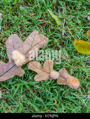 Galles sur deux feuilles de chêne blanc. Cette galle est appelée galle de flocon de chêne, causée par la ponte des œufs par la guêpe cynipide. Oklahoma, États-Unis. Banque D'Images