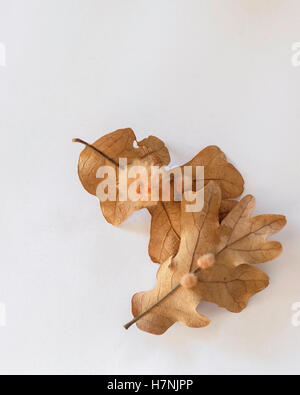 Galles sur deux feuilles de chêne blanc. Cette galle est appelée une galle de flocon de chêne, causée par la ponte des œufs par la guêpe cynipide.découpe. Oklahoma, États-Unis. Banque D'Images