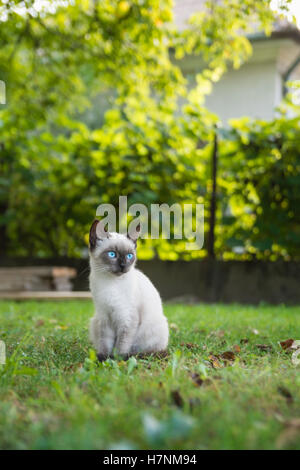 Petit chat aux yeux bleus est assis dans l'herbe Banque D'Images
