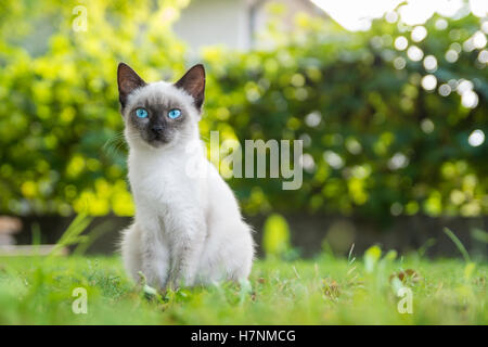 Blue Eyed cat est assis dans l'herbe Banque D'Images