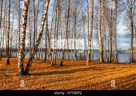 En automne woods chez les bouleaux dans les bois de Russie Banque D'Images