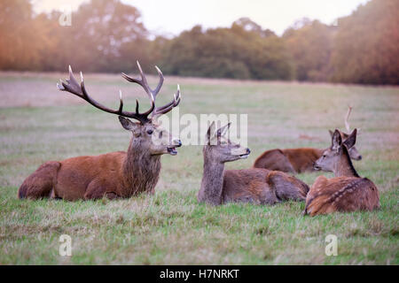 Red Deer Stag et Hinds dans Richmond Park, Royaume-Uni Banque D'Images