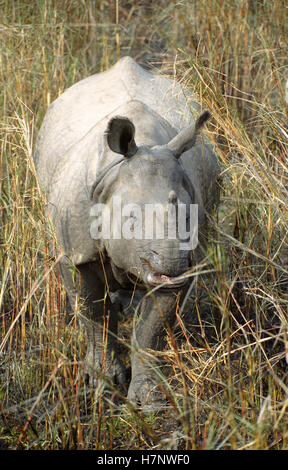 Indien Grand-duc d'un Rhinoceros-Rhinoceros Unicornis, parc national de Chitwan, au Népal Banque D'Images