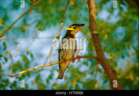 Coppersmith Barbet ou le Crimson-breasted Barbet (Psilopogon) haemacephalus , à l'ouest de Dapoli Maharashtra, Inde Banque D'Images