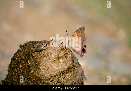 Tawny Raja, Charaxes bernardus. Assis sur la bouse d'éléphant pour sucer les sels, Maharashtra, Inde. Banque D'Images