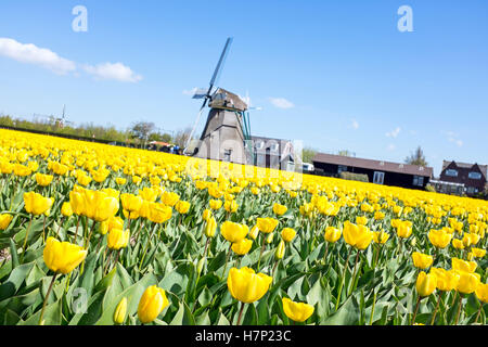 Champs de tulipes en fleur et un moulin à vent traditionnel dans la campagne des Pays-Bas Banque D'Images