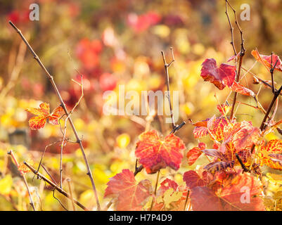 Cour de la vigne à l'automne plantes Banque D'Images