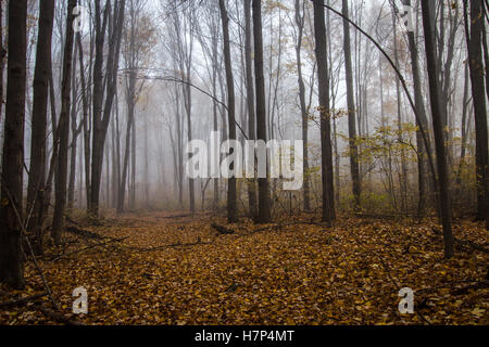 Sentier de la forêt de brouillard en automne. Ligne laisse un sentier à travers une forêt de brume paysage d'automne en automne. Banque D'Images