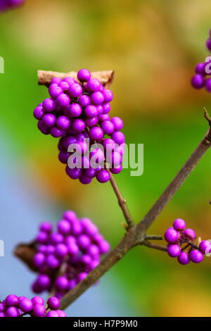 Soft image du Callicarpa arbuste (Lamiaceae) Violet de baies. Banque D'Images