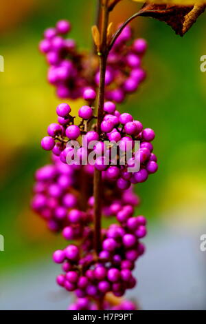 Soft image du Callicarpa arbuste (Lamiaceae) Violet de baies. Banque D'Images