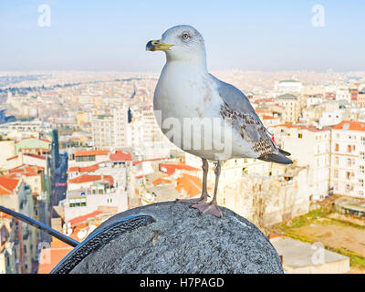 Le goéland argenté est sur la rampe de la partie supérieure de la tour de Galata avec le paysage urbain d'Istanbul sur l'arrière-plan, la Turquie. Banque D'Images