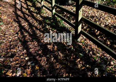 Les feuilles mortes dispersés à travers un chemin de pays par l'ombre d'une clôture en bois plane sur le terrain. Banque D'Images